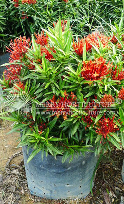 Ixora thai red